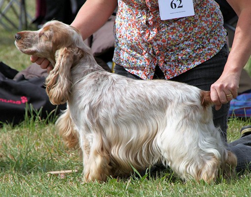 Dralla The Orange Maverick at Pearkim